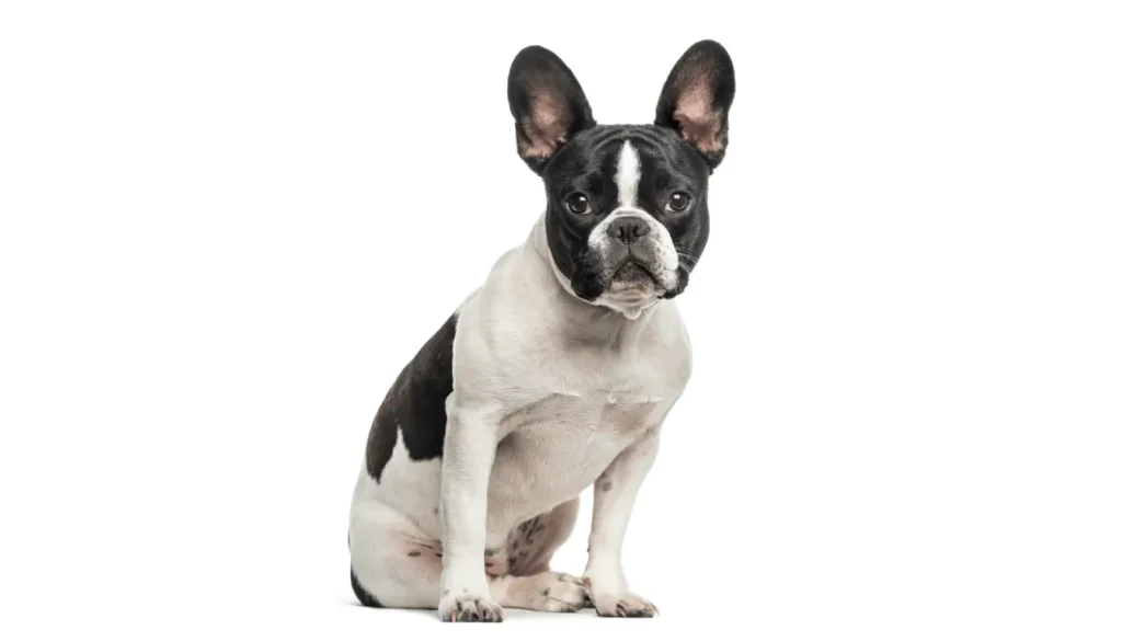 Buldogue-Frances-1024x585 20 Menores Raças de Cães: Pets Compactos e Fáceis de Cuidar